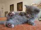 Maine Coon Kitten 3 kleine Herzensbrecher 1 Kater in Blue 1 Kater in Creme-cl