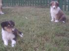 Collies welpen in rot-weiß und tricolor