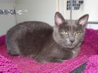 Silvie - sucht dringend ein Zuhause aus dem Tierschutz
