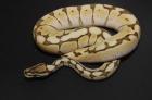 Python regius Butterpastel Lesser Lesserbee Spider Pastel