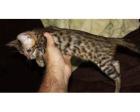 Wunderschöner Bengal Katzen