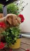 Golden Retriever Rüde