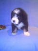 Süsse Bearded-Collie Welpen suchen ab 10. Februar 2022 neuen Wirkungskreis