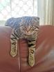 Deckkater