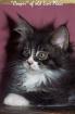 Typvoller Maine Coon Jungkater