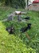 Mischling Katzen Kitten