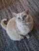 Suchen Selkirk Rex oder Ragdoll
