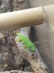 Madakaskar Taggecko Baby