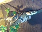 2 königs Pythons mit Terra oder ohne