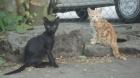 Katzen-Kumpel Casper und Pepe vemißt 34212 Melsungen