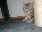 BKH Kitten suchen Dosenöffner