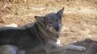 Gina Husky Mix eine Straßenhündin glaubt noch immer an das Gute