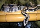 Eigene Nachzuchten Boa constrictor longicauda 25. 07. 2022