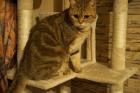 BKH Kater 1 5 Jahre abzugeben