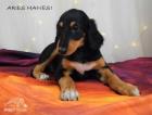 Saluki mit Stammbaum