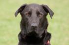 LABI-NICK - liebenswerter Labrador-Mix - 3 Jahre - Tierhilfe-Franken e. V