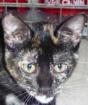 Liebes Schildpatt Katzenkind sucht verantwortungsvolles Zuhause