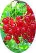 Biete Rote Johannisbeeren Nutzpflanzen.
