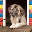 MANDULA - Liebenswerter Mischling - 1 Jahr - Tierhilfe-Franken e. V.
