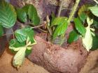 Wandelnde Blätter Phyllium Siccifolium