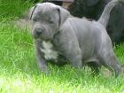 Mallorquinische Bulldogge/Pero Presa Mallorquin
