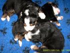 Berner Sennenhund Welpen