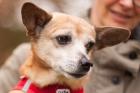 DUNA - liebenswert - Mischling - 11 Jahre - Tierhilfe-Franken e. V.