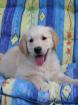 Golden Retriever Welpen ab Ende August abzugeben
