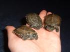 Chinesische Dreikielschildkröten NZ 2022