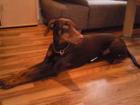 Dobermannhündin 9mon aus champ. linie umständeh.