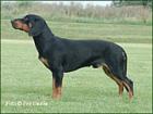 Schwarzwildbracke Welpen Slovensky kopov