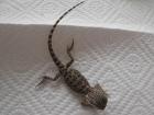 Bartagamen Pogona Vitticeps Nachzuchten