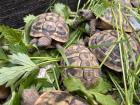 Griech. Landschildkröten 2020 u 2021