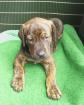 Ridgeback- Labradormix Welpe sucht neues Zuhause