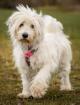 HOPEFUL - Mischling - 3 Jahre 3 Monate - Tierhilfe-Franken e. V.