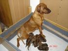 Rhodesian Ridgeback Welpen ohne Papiere