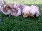 Hasen und Meerschweinchen
