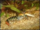 2x Cherax Zebrakrebse Cherax Peknyi abzugeben