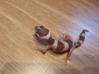 Biete Schöne Leopardgeckos NZ 2022