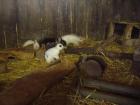 ZWERGKANINCHEN AUS RABBITS-HÖHLE