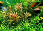 Tannenwedelähnlicher Sumpffreund Bündel Aquariumpflanzen Versand/ Abholung