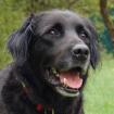 TIMOSSI - Flat-Coated Retriever Mix-Mischling - 6 Jahre- Tierhilfe-Franken e. V.