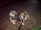 Wolfsfarbener kleinspitz zugelaufen in viernheim