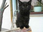 Supersüße Maine Coon Herzensbrecherin sucht.