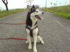 Wurfplanung 2022 Siberian Husky