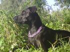 Suche Dobermann-Deckrüden