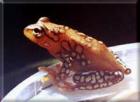 Suche punktierter Riedfrosch Hyperolius puncticulatus