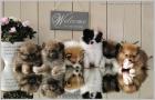 Teacup Pomeranianwelpe orange 06331258619