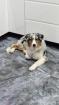 Baily sucht ein neues Zuhause
