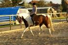Nettes Zuverlässiges Mädchen sucht Reitbeteiligung in Hamburg.